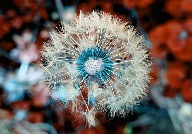 Photo d'une fleur de pissenlit